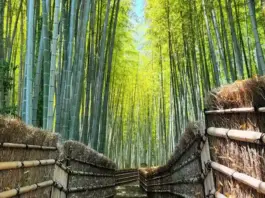 Bamboo Garden ideas